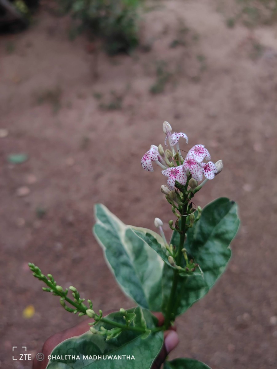 Pseuderanthemum maculatum (G.Lodd.) I.M.Turner